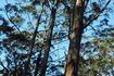 Hardwood timber – Plantation Oak